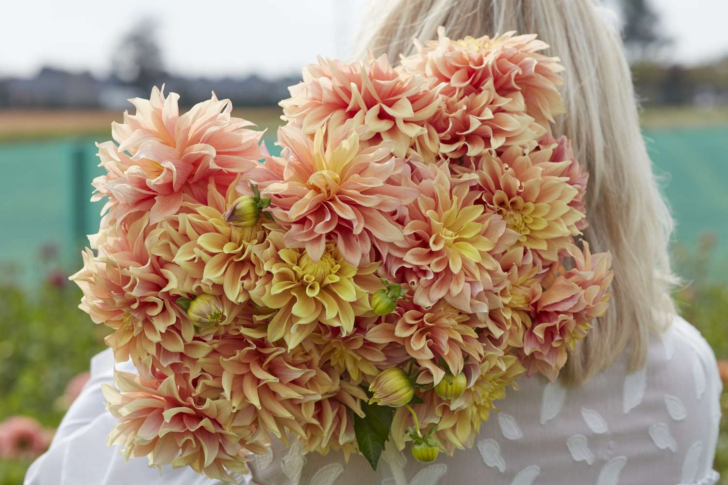 Dahlia 'Tyrell'
